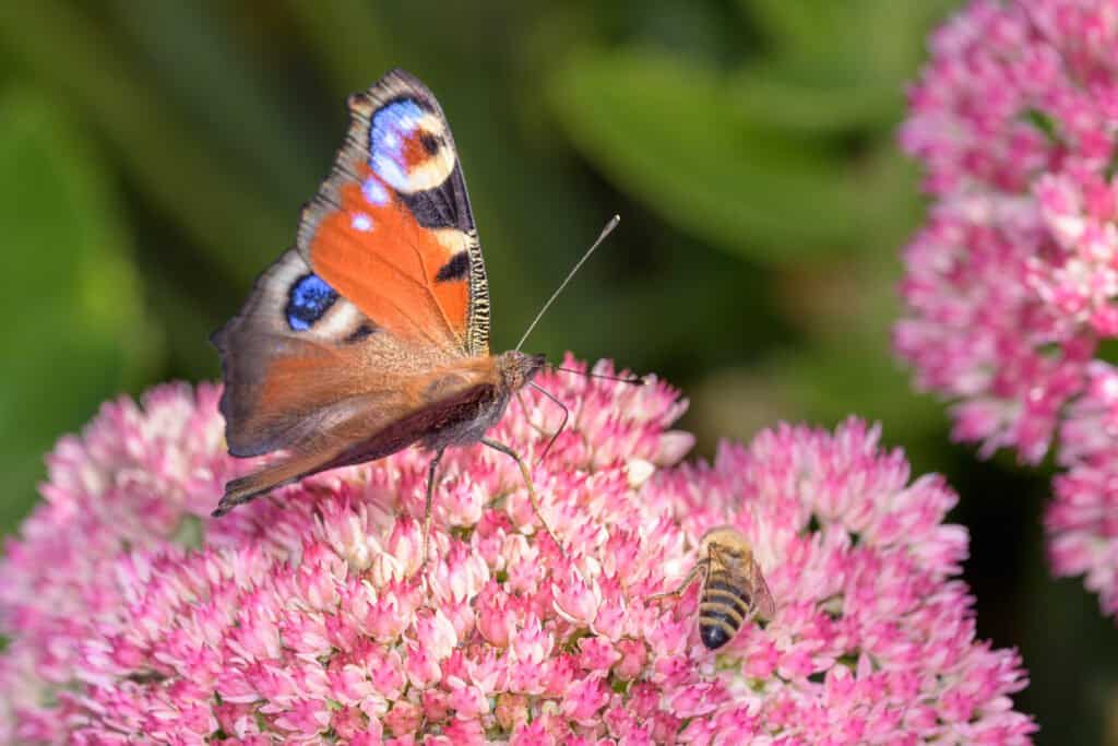 Ein Schmetterling und eine Biene auf pinken Blüten