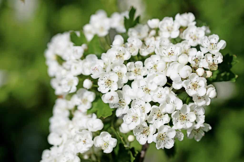 Nahaufnahme eines Weißdornblütenstands mit vielen kleinen, weißen Blüten